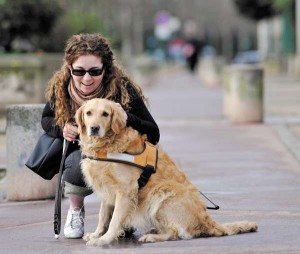 Devenir famille d’accueil d’un chien guide d’aveugle : une mission pleine de sens !